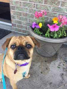 dog3