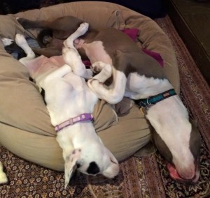 Pet-sitting